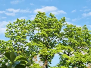 Auf dem Foto ist ein Baum und im Hintergrund ist einer blauer Himmel zu erkennen.