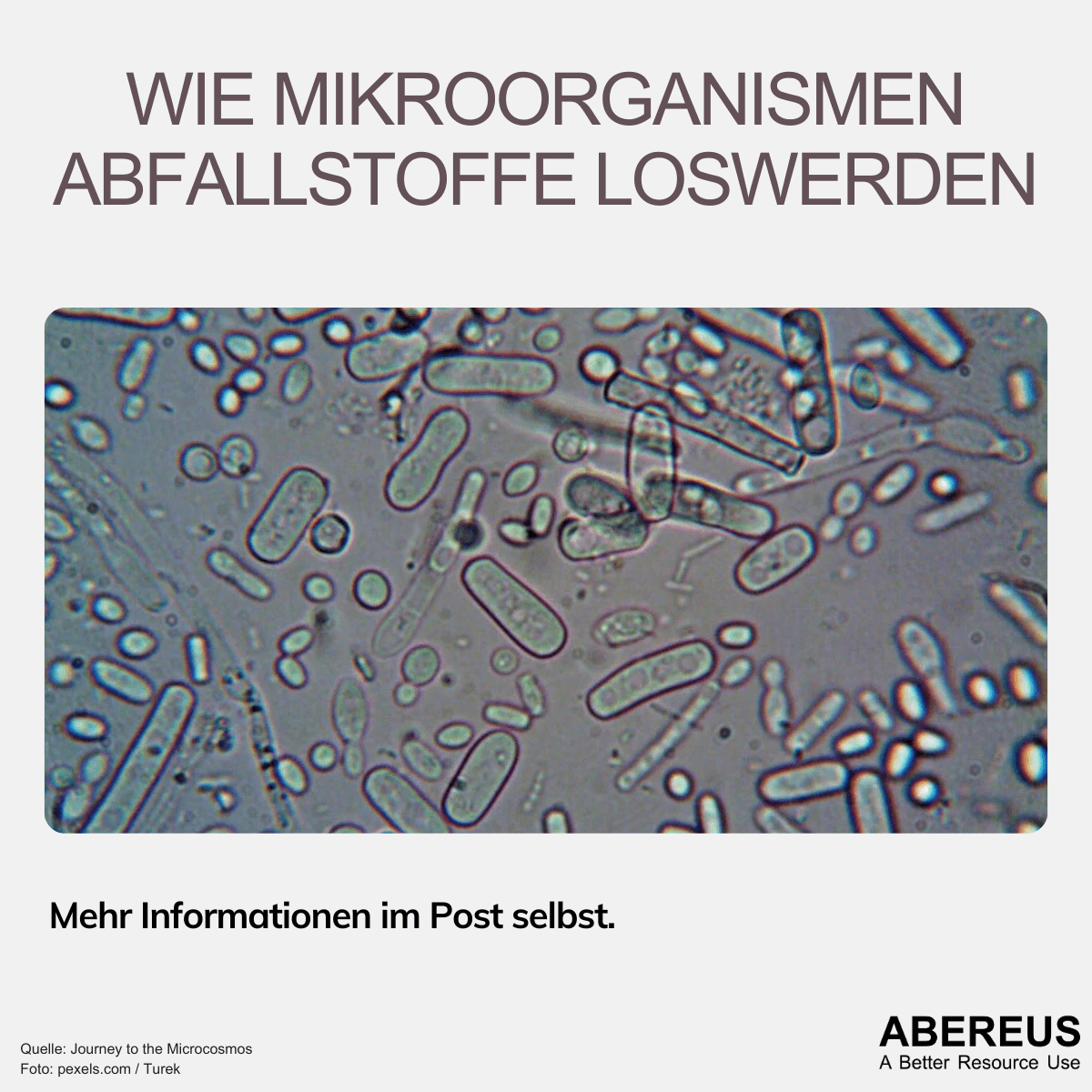 Auf der Aufnahme des Mikroskops sieht man verschiedene Lebewesen, die rund und länglich oval sind.